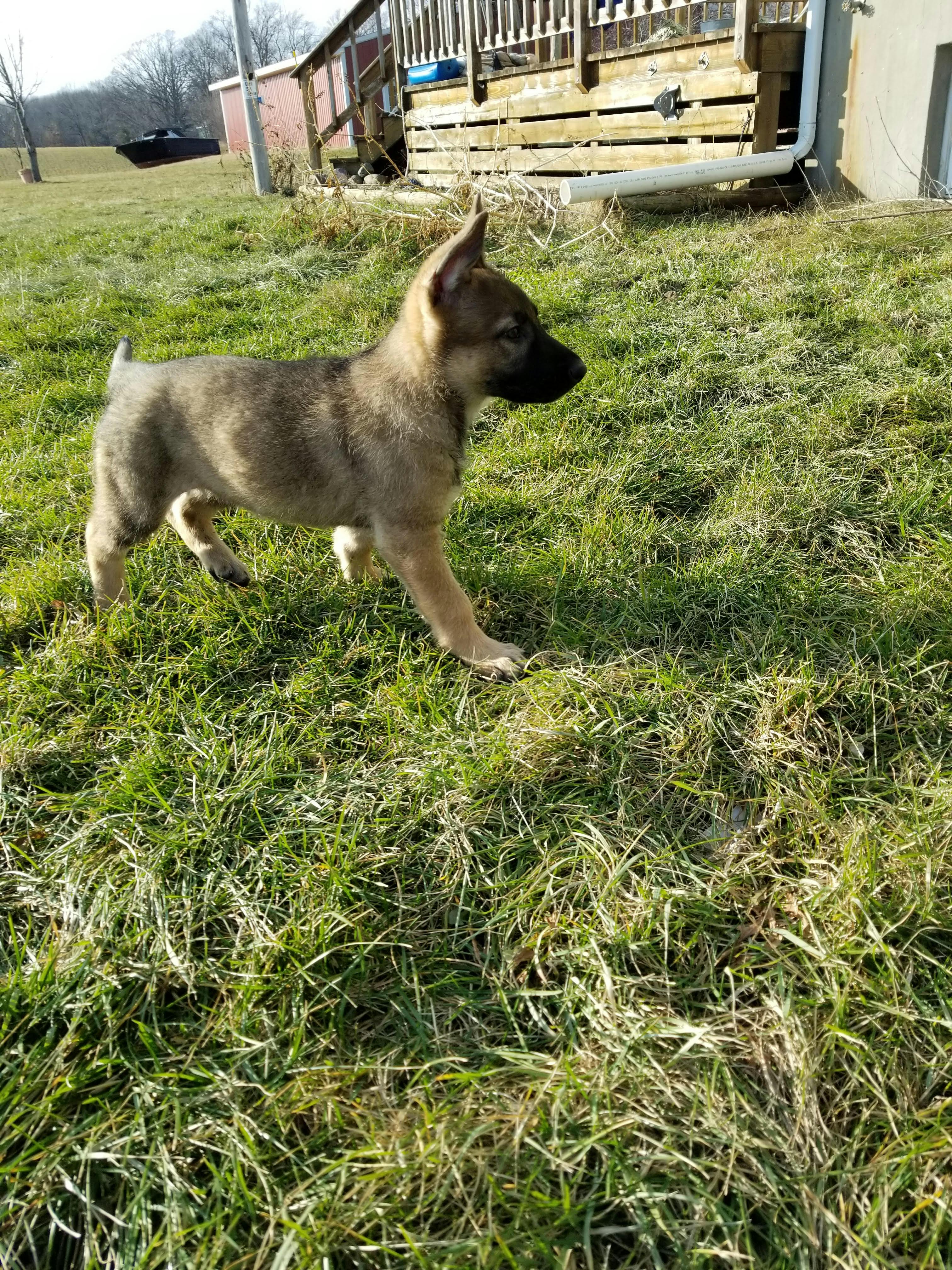 ジャーマンシェパード ドイツ人羊飼い 子犬の無料の写真素材