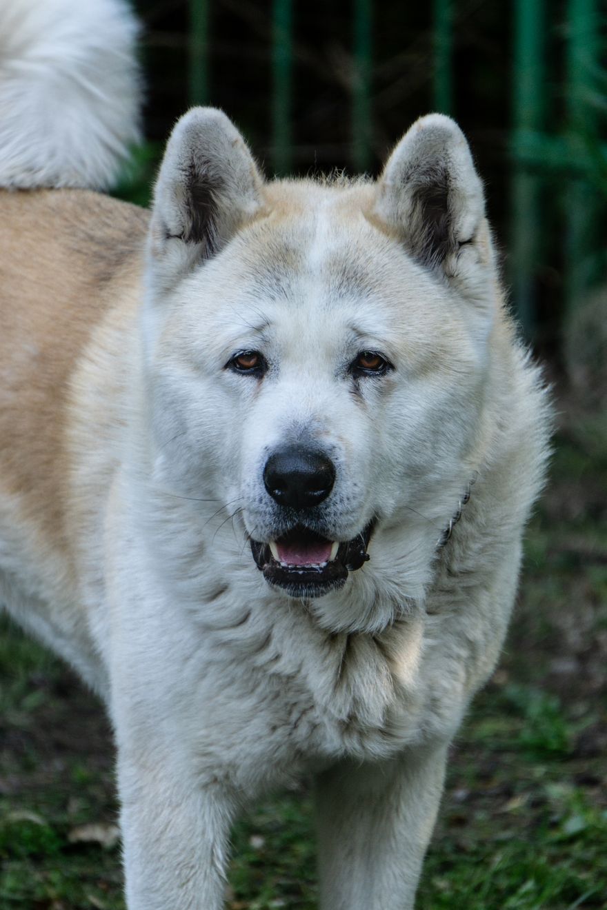 Close-up of a majestic Akita with thick fur and an attentive expression