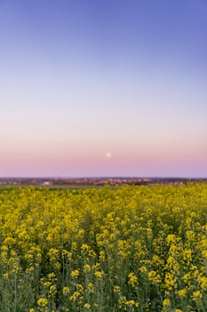 Captivating twilight view of a vibrant rapeseed field under a purple sky with moon rising.