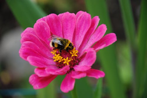 Free A Bee on a Flower  Stock Photo