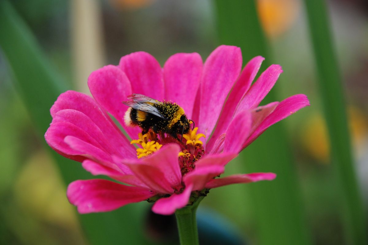 Attirer les pollinisateurs au jardin - Installer des plantes aromatiques et des arbustes mellifères