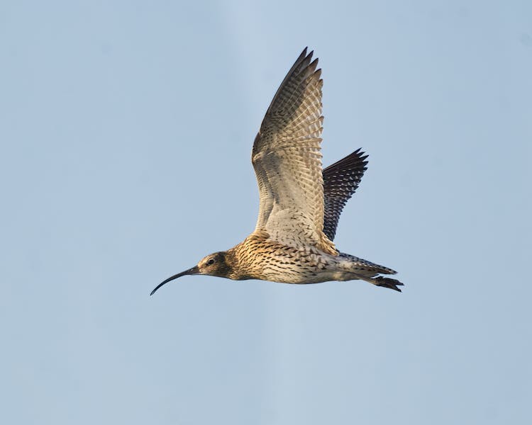 Bird Flying On Sky 