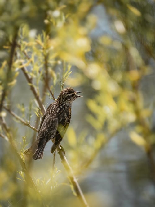 A Gray Bird Perched on Tree Branch Chirping
