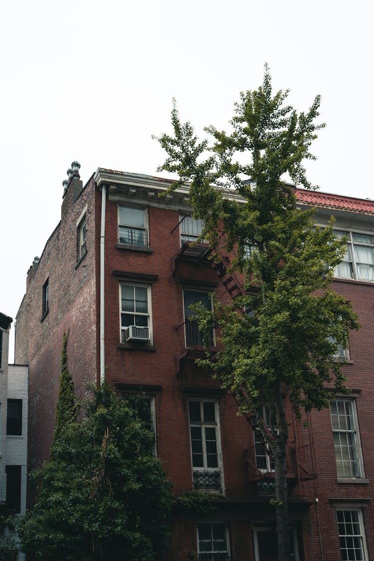 Tree In Front Of Brick Townhouse