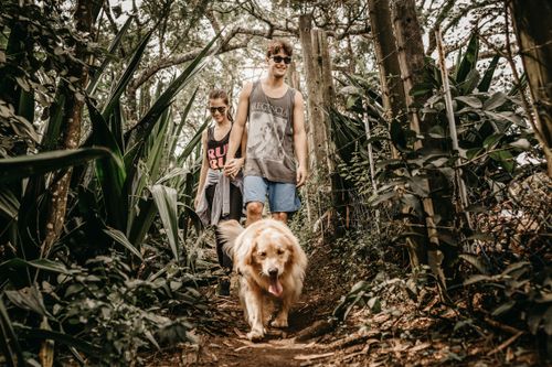 Free Man and woman hiking with their Golden Retriever on a forest path, enjoying nature. Stock Photo