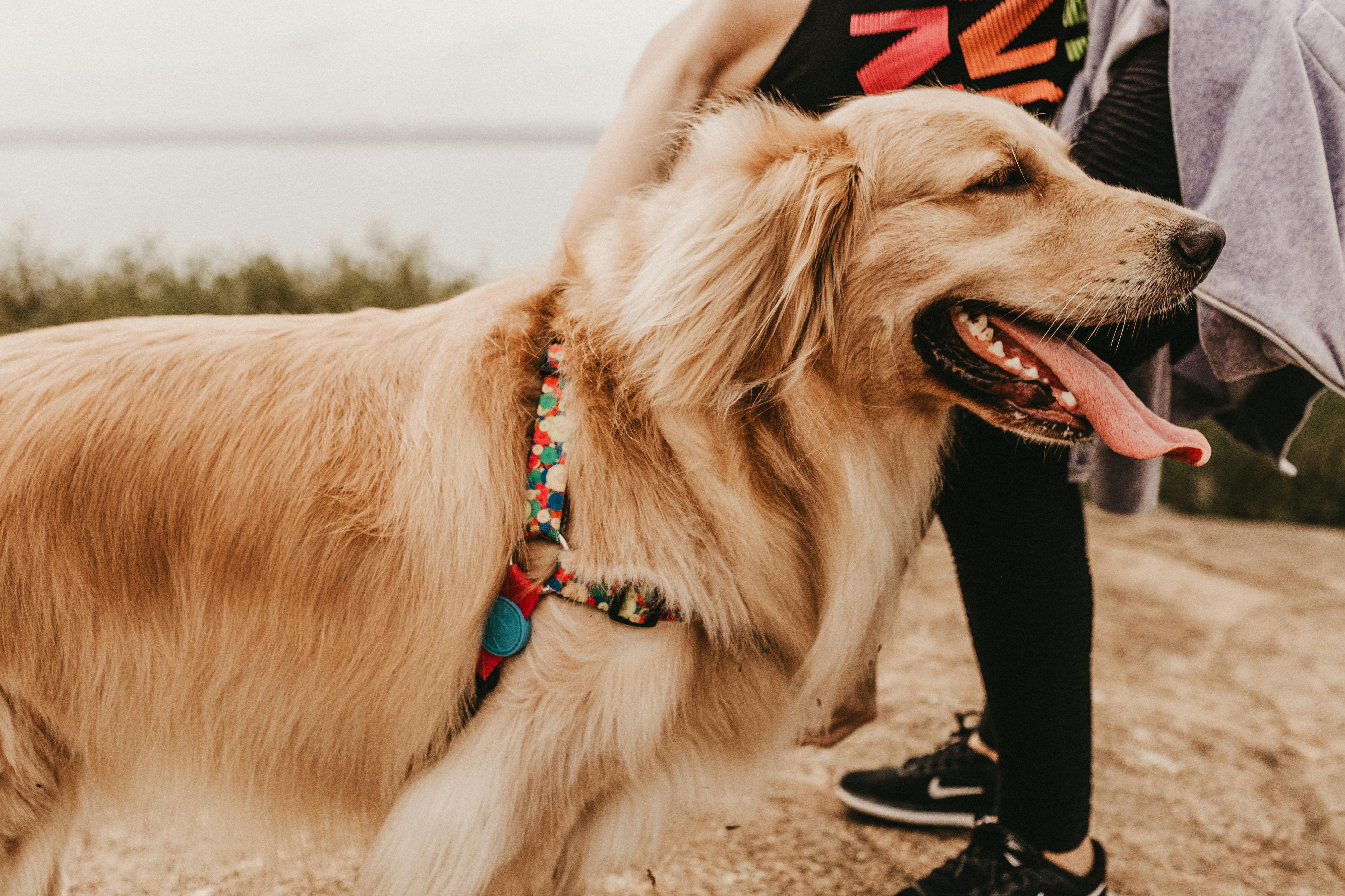 Latina-Founded Pet Lifestyle Brand Bundle x Joy Expands into PetSmart Stores Nationwide — Photo by Jonathan Borba on Pexels