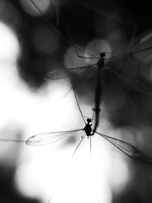Free Grayscale Photo of Two Dragonflies Stock Photo
