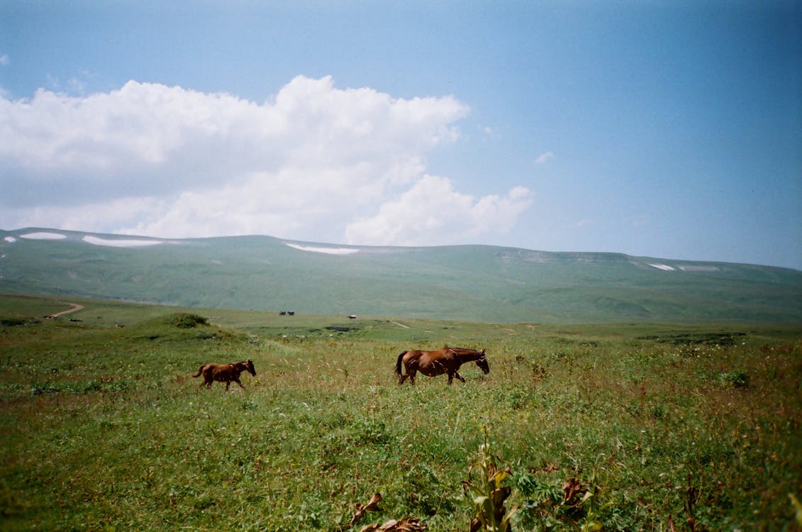Foto Van Twee Paarden Op Grasveld