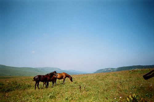 Caballos Negros Y Marrones En Campo De Hierba