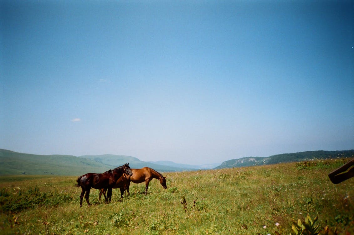 免费 黑色和棕色马在草地上 素材图片