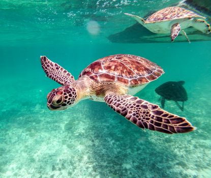 Vibrant underwater shot of two sea turtles gracefully swimming in clear blue waters.