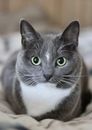 Black and White Cat on Brown Textile