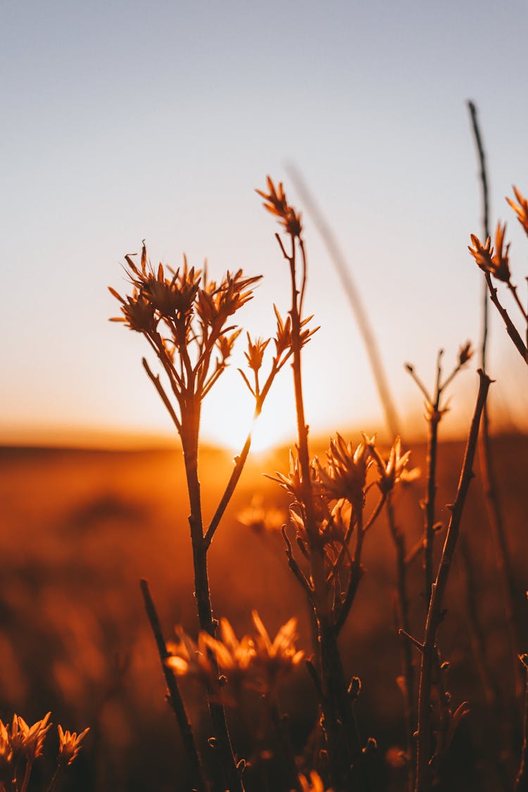 Grass Flowers Lit By Sunset Light