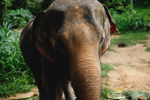 Free An Asian elephant in a lush jungle setting, showcasing its rugged beauty. Stock Photo