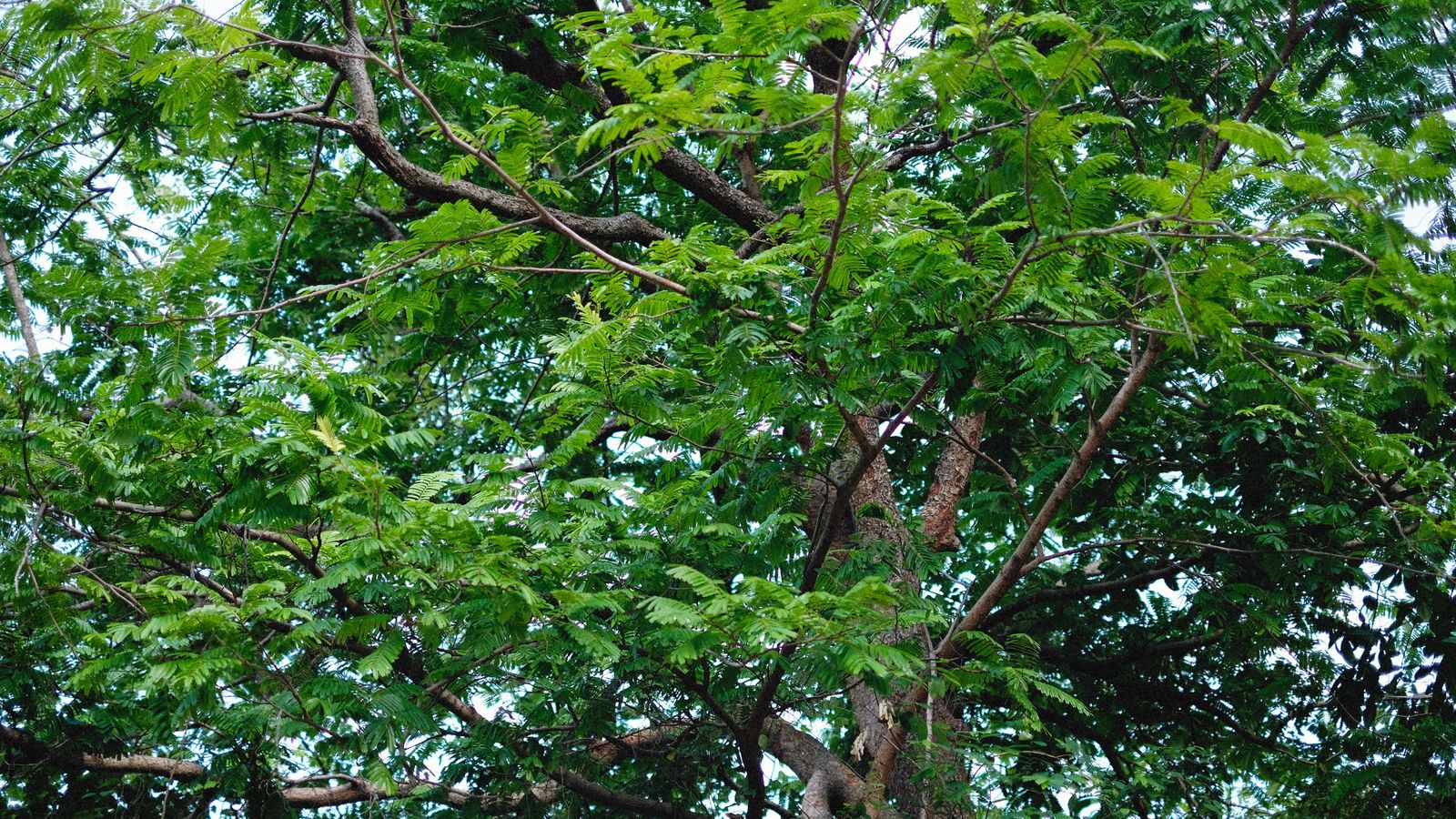 Closeup to branches of the tree, Sierra Leone