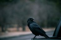 Black Bird on Brown Wooden Table