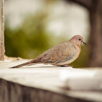 Detailed close-up photo of a Laughing Dove perched outdoors, showcasing its plumage.