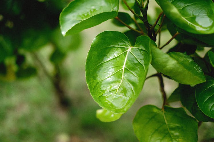 Green Leaves Of The Plum Aralia