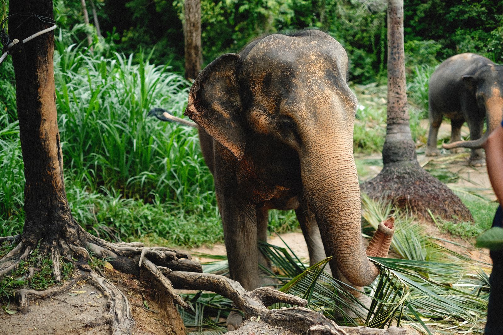 Rescued elephants foraging in the forest at Elephant Valley Project, Mondulkiri, Cambodia