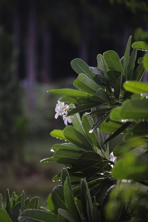 Fotos de stock gratuitas de Flores blancas, fotografía de plantas, hojas verdes