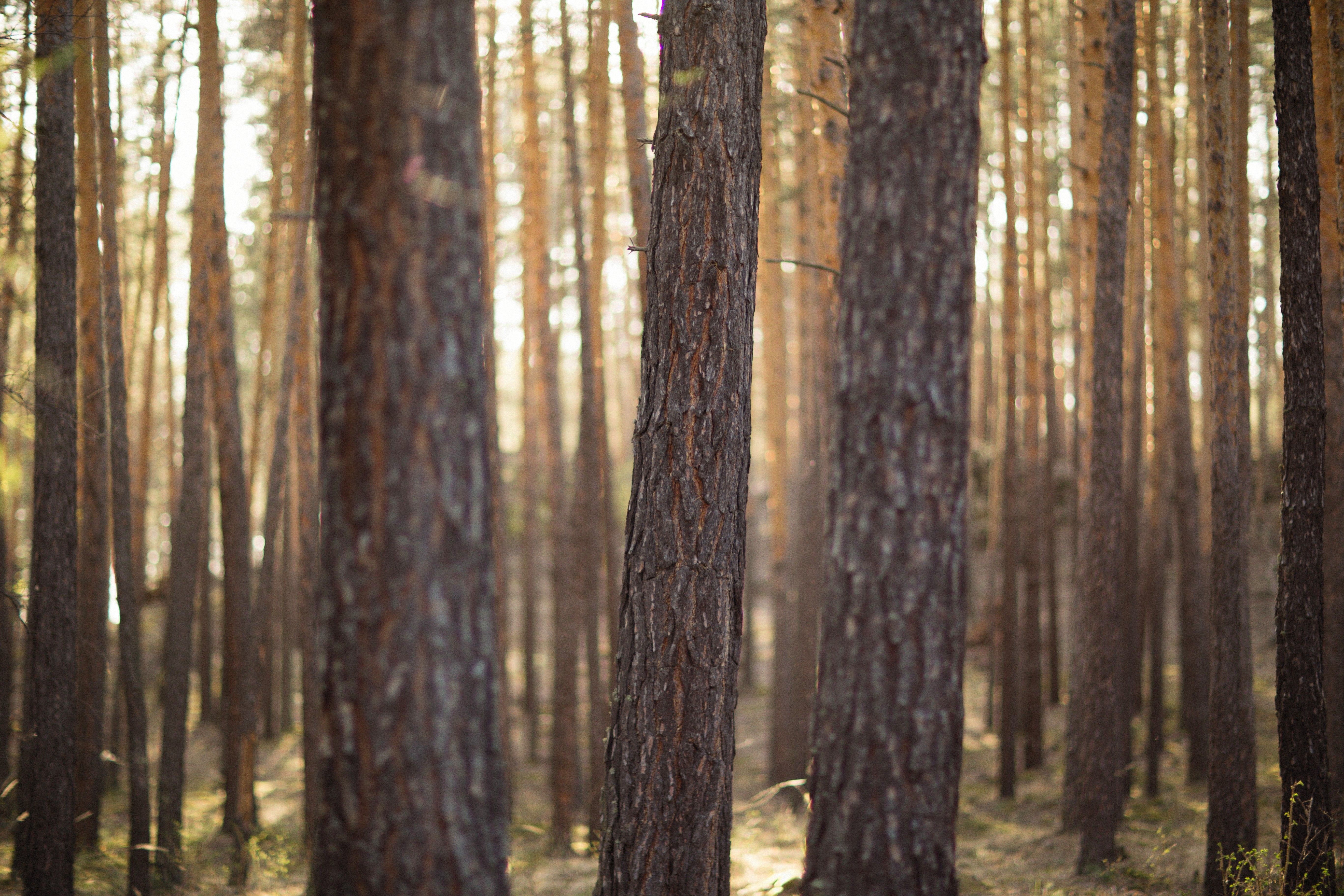 Tree Trunks in the Woods · Free Stock Photo