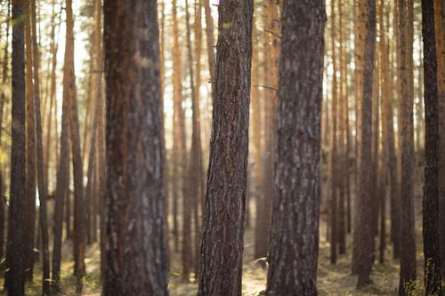 Free A serene forest scene featuring tall pine trees with gentle sunlight filtering through. Stock Photo