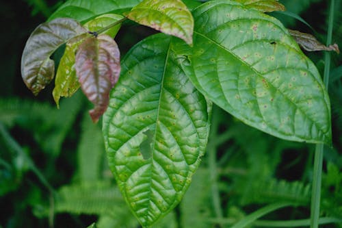 Foto stok gratis bintik-bintik, daun-daun hijau, fokus selektif