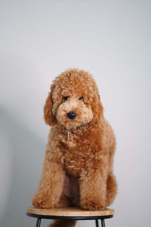 Free Adorable Goldendoodle puppy sitting on a stool, showcasing its fluffy fur. Stock Photo