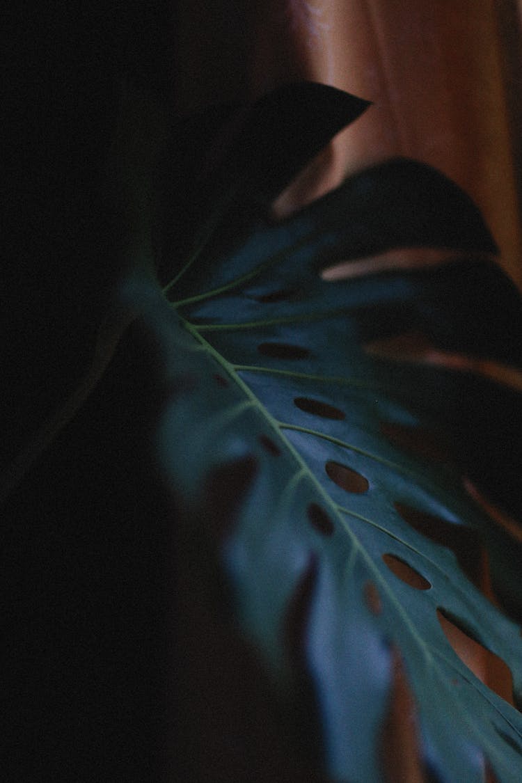 A Dark Green Monsters Leaf In Close-up  Shot