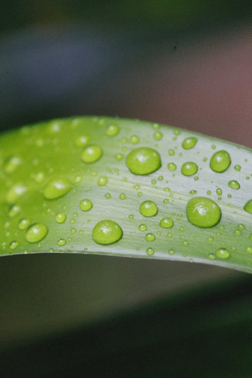A Green Leaf With Water Droplets 