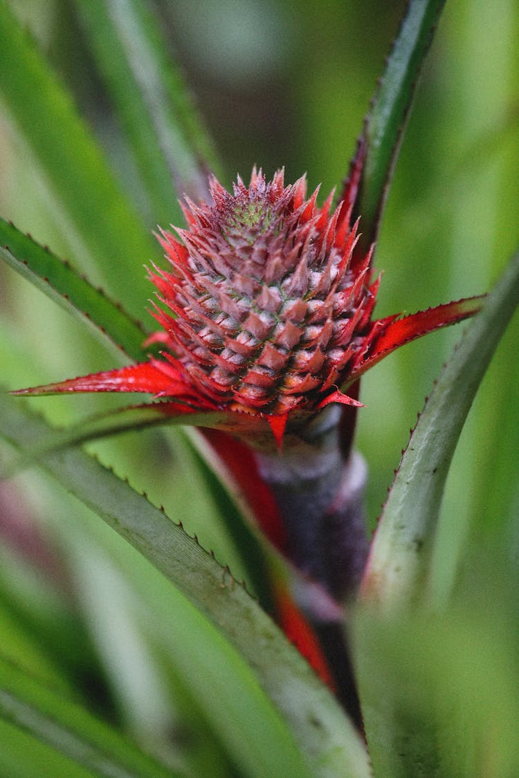 A Growing Red Pineapple Bud