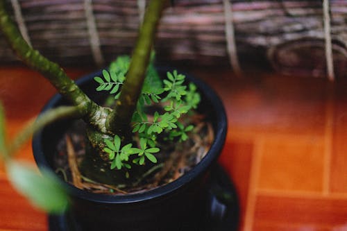 Green Plant in a Black Planter