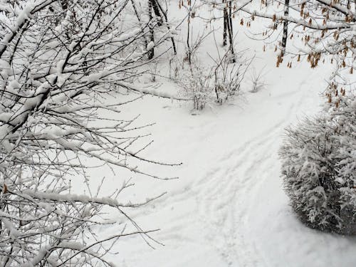 Ingyenes stockfotó csupasz fák, erdő, havas témában