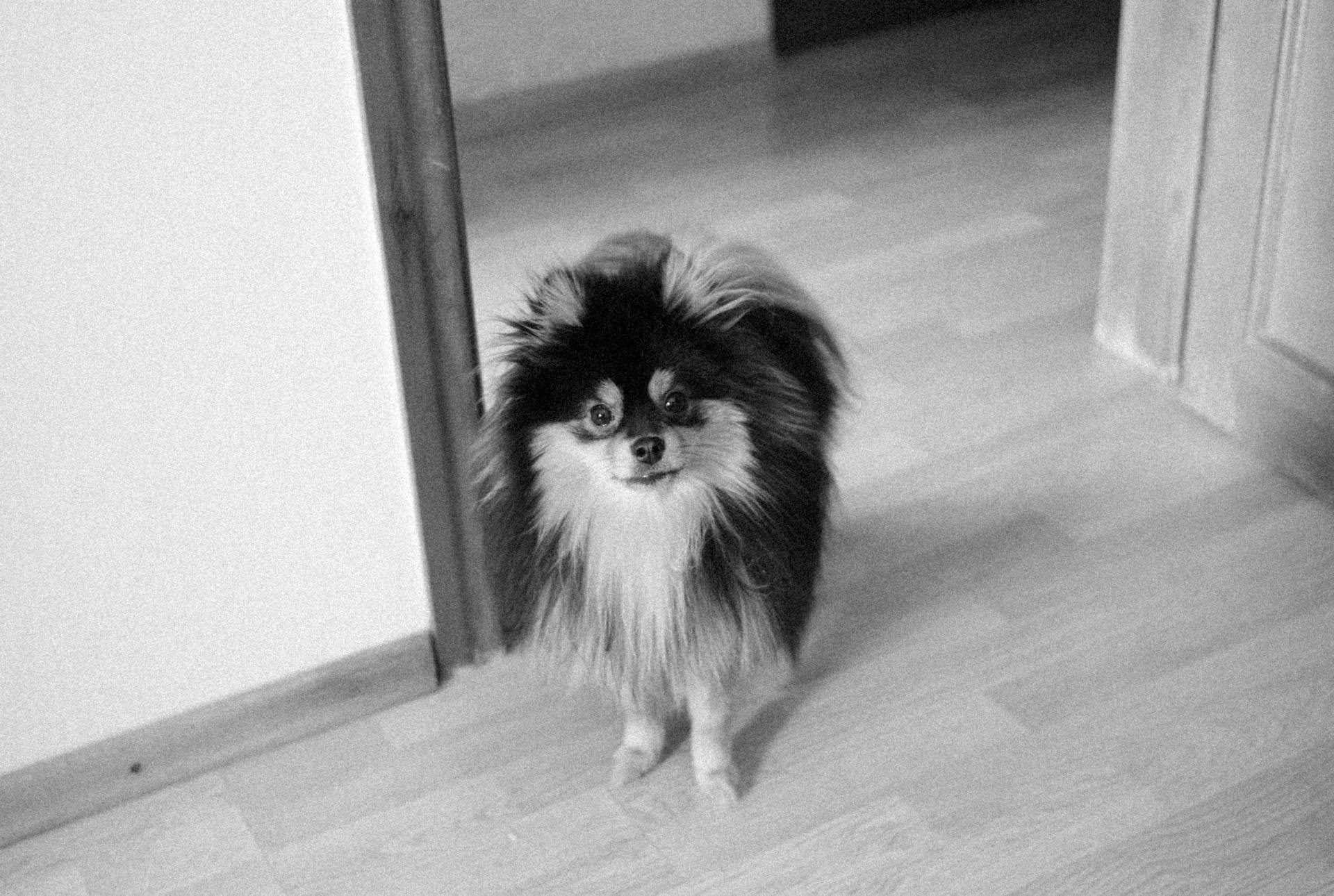 Grayscale Photo of Pomeranian Puppy