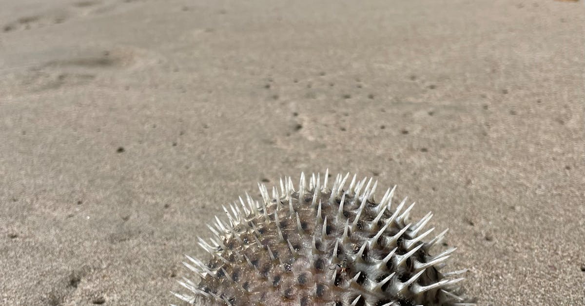 Brown Pufferfish Blowing Up on Sand · Free Stock Photo