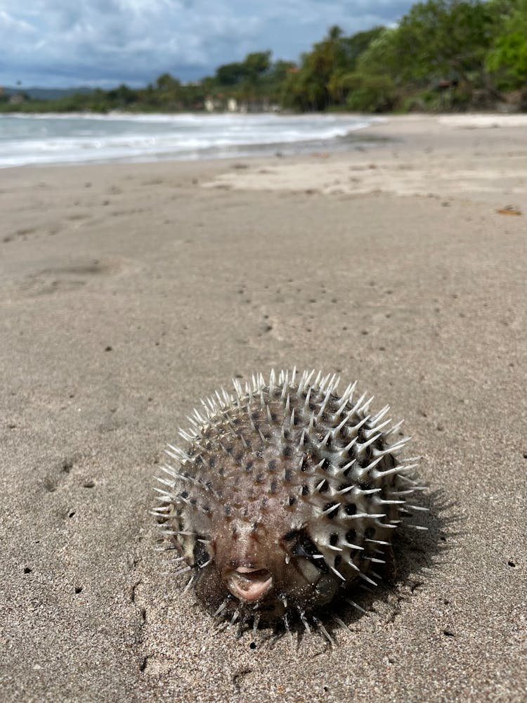 Brown Pufferfish Blowing Up On Sand