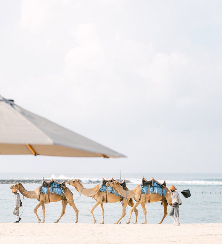 Camels On A Beach