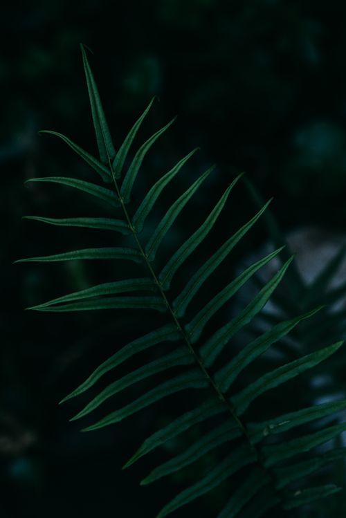 Free Detailed close-up of a fern leaf with deep green hues in a dark jungle setting. Stock Photo
