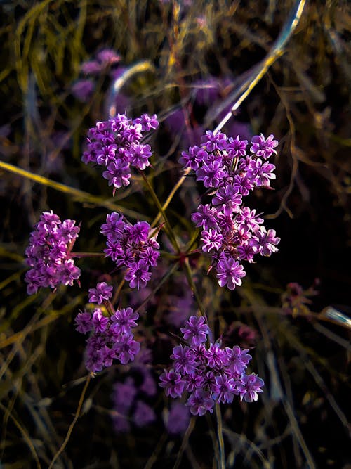 Foto profissional grátis de fechar-se, flora, floração