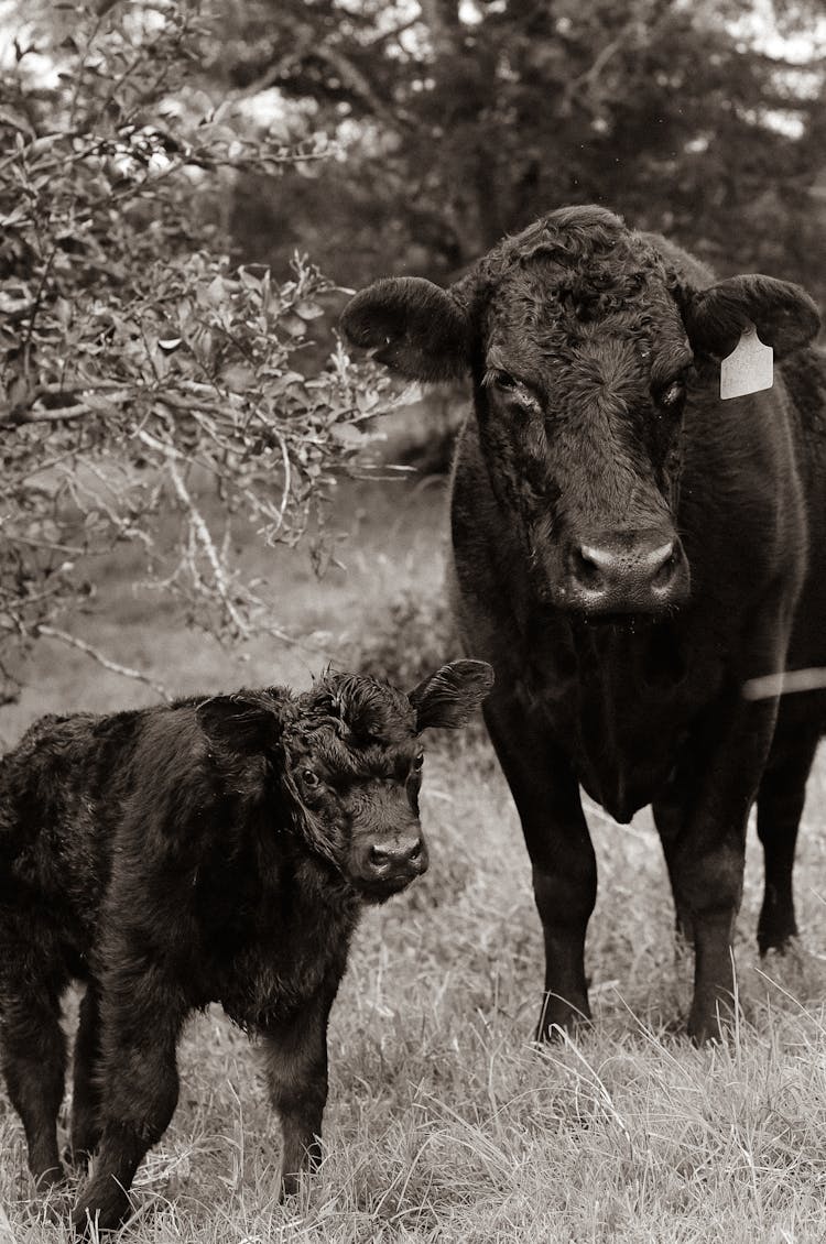 Grayscale Photo Of Cow And Calf On Grass 