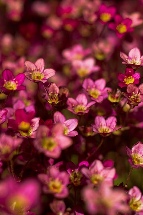 Foto stok gratis alam, bahagia, berkebun di kota