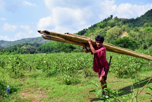 Free A man carrying bamboo across lush tropical fields with hills in the background. Stock Photo
