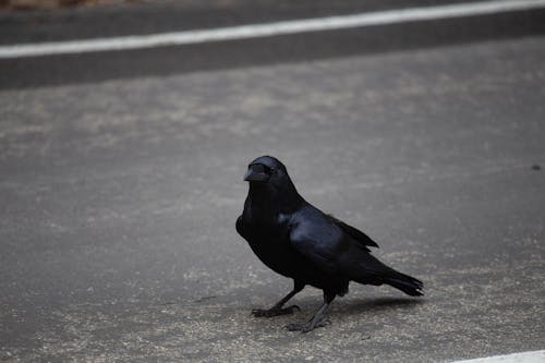Close-Up Shot of a Crow