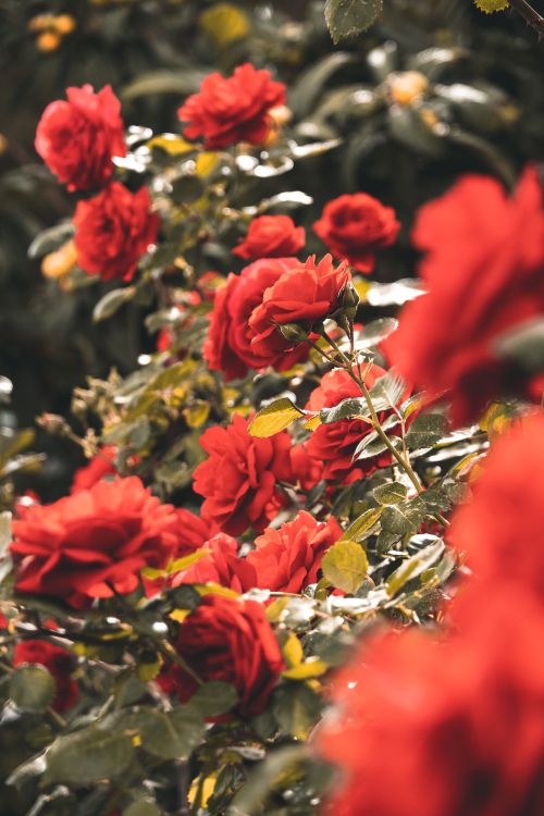 Free Close-up shot of vibrant red roses in full bloom, showcasing natural beauty in a garden setting. Stock Photo