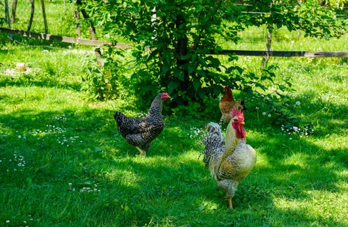 Free Chickens roam freely in a lush green pasture, basking in the sunny outdoors. Stock Photo