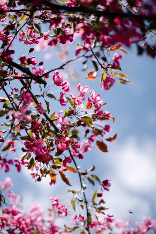 Pink Flowers Blooming on a Tree Under Blue Sky