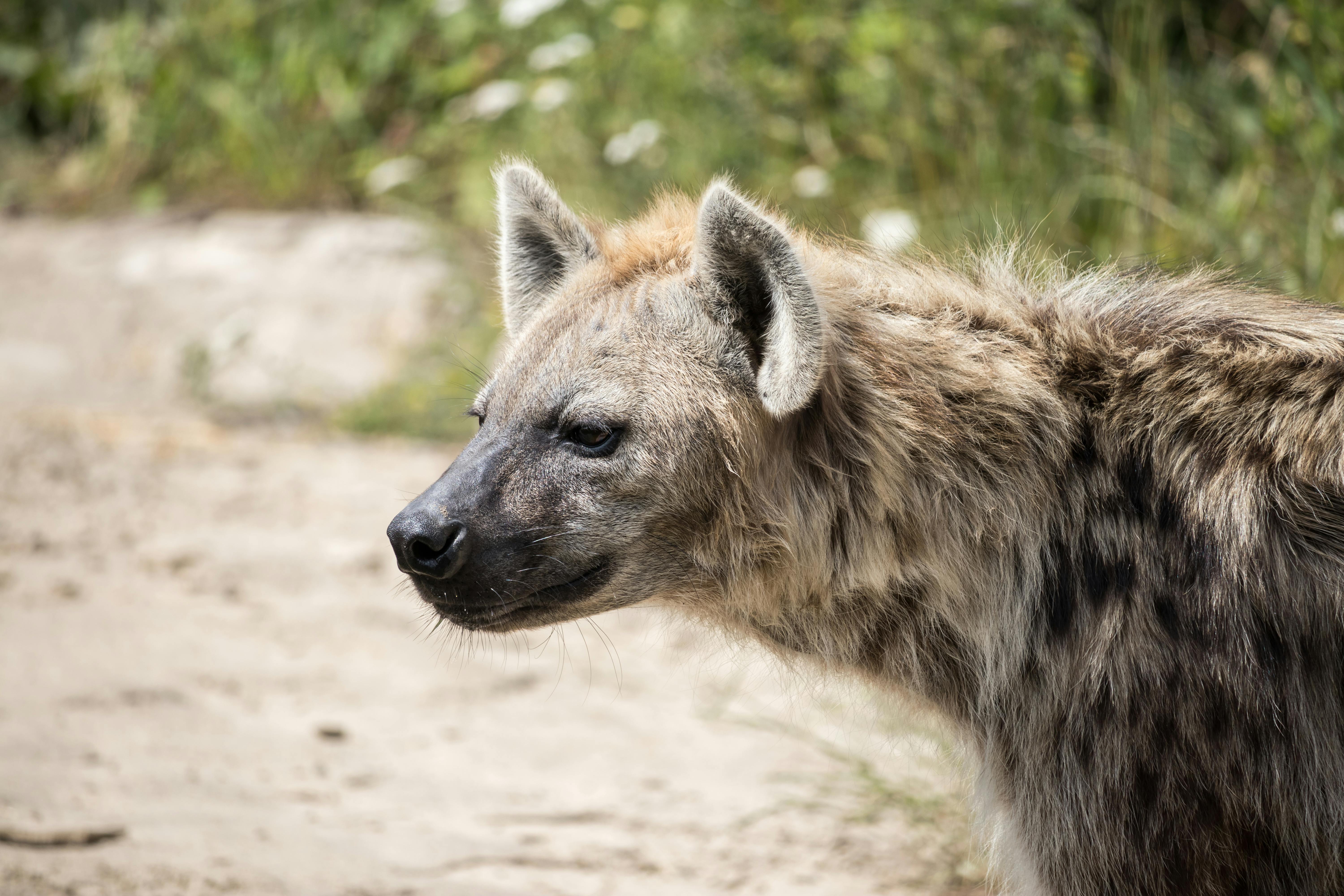 ハイエナ 野生動物の無料の写真素材