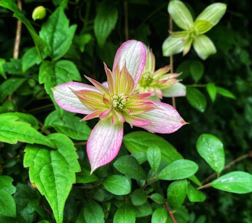 Free stock photo of beautiful, bloom, flower