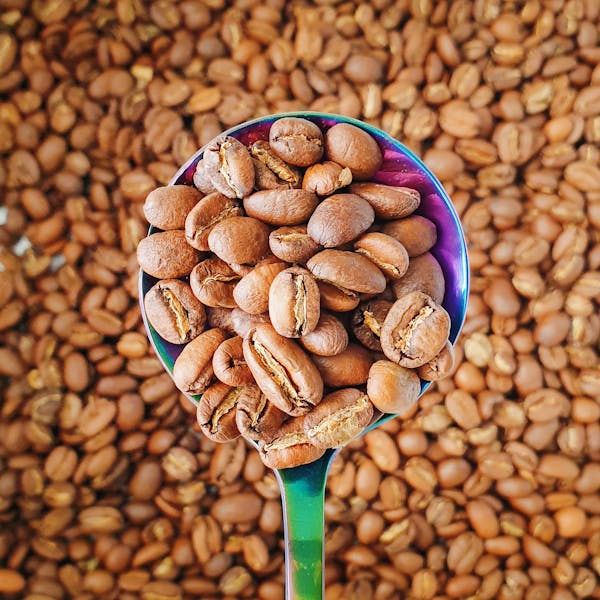 Robusta Coffee