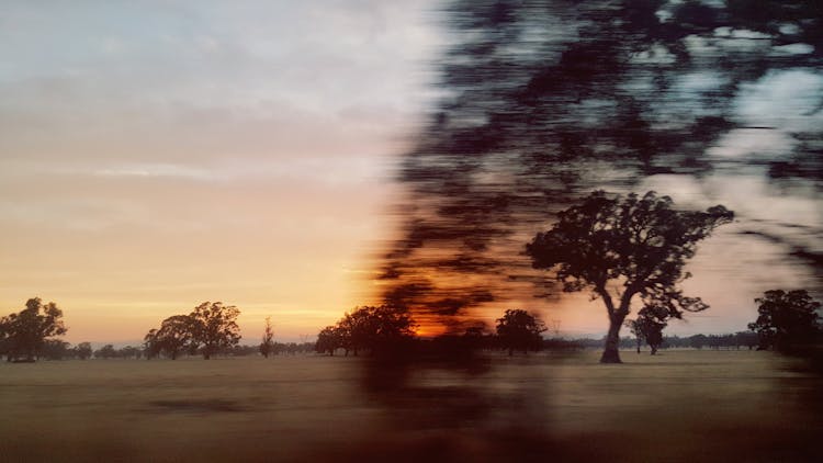 Trees In Field On Sunset In Blurred Motion